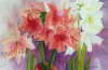 Amaryllis Floral