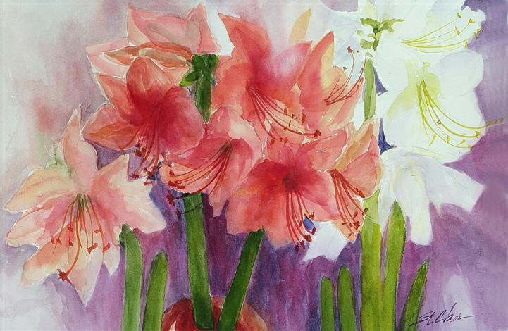 1Amaryllis Floral