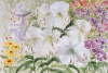 Blake's Lily