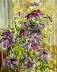 Clematis Card 